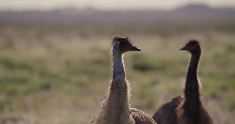 In the midst of nature closeup of two Emus