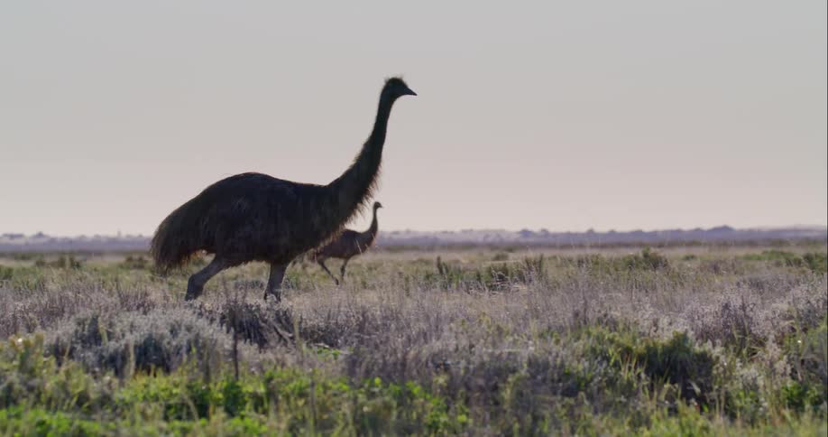 Emus walk through grassy brush field on a bright day