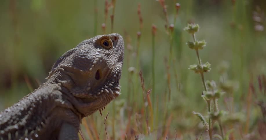 An iguana is standing in the grass looking around