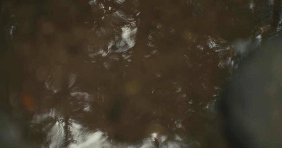 The reflection of trees is mirrored on the surface of the water creating a serene and natural scene