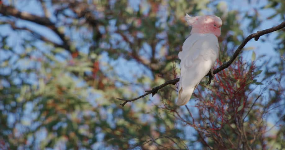 Pink cockatoo sitting on a branch of the tree