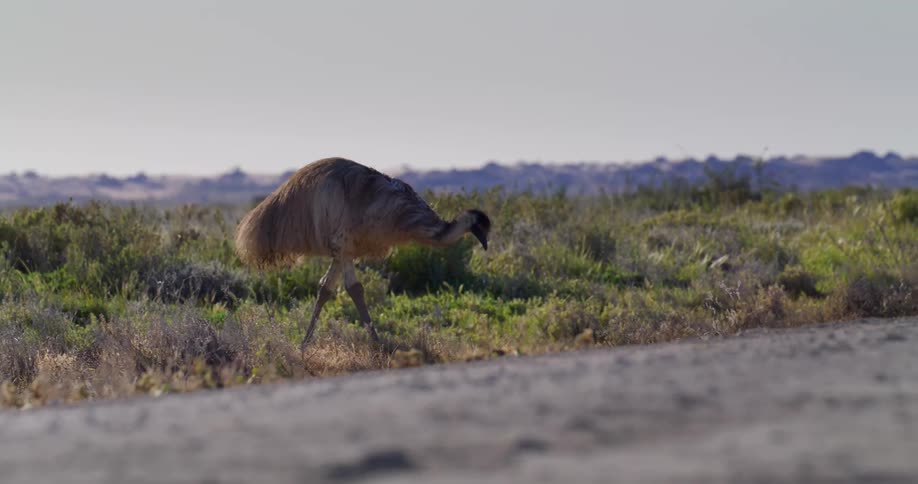A large wild bird is hunting for food on the ground