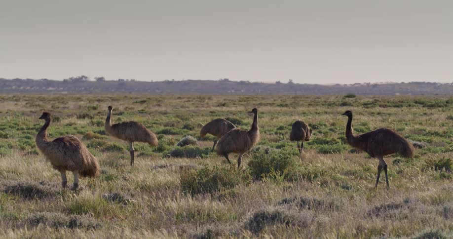 A group of emus roaming in the field