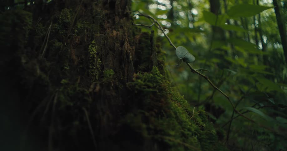 The wind blows through the forest