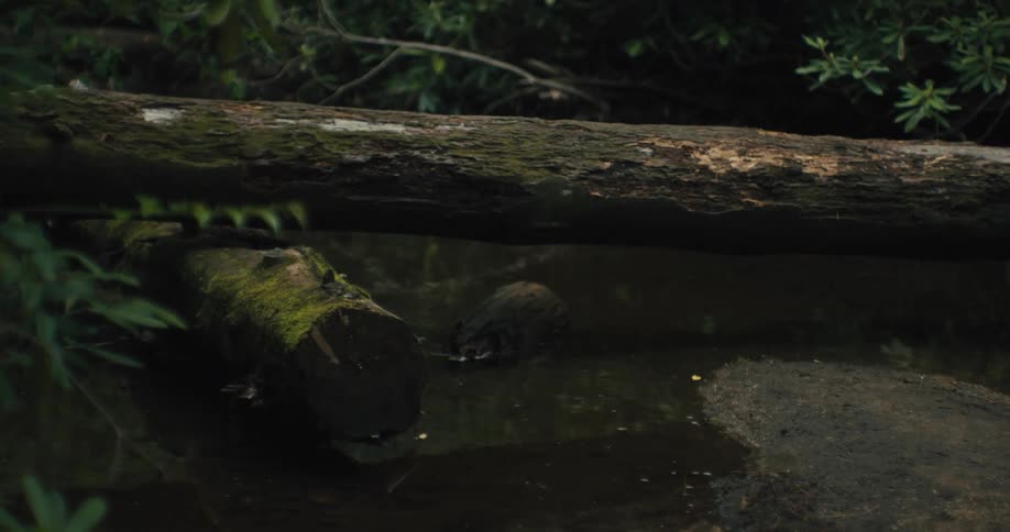A fallen log in a body of water in the forest