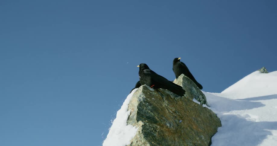 Birds on rocks covered in snow at midday