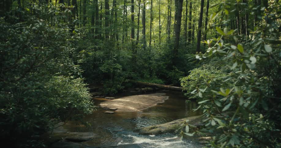 A stream runs through the forest