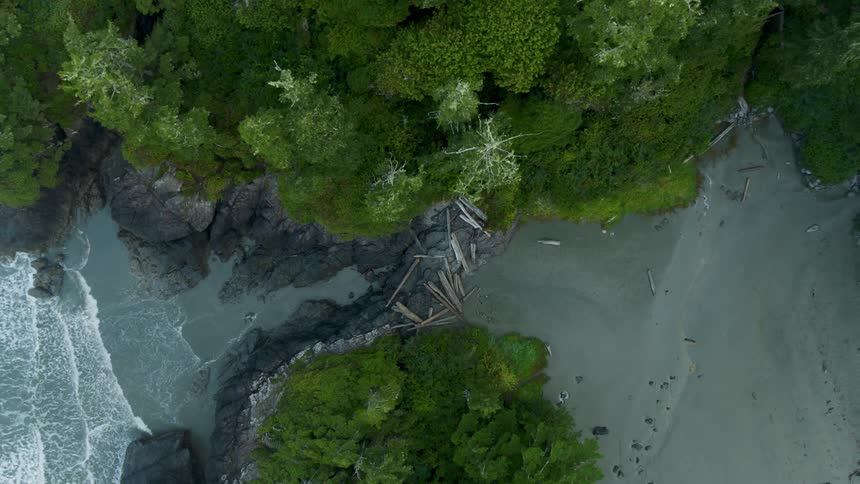 The ocean is near the tropical forest