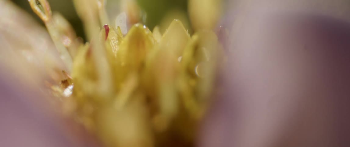 Close up of the stigma and filaments of a flower