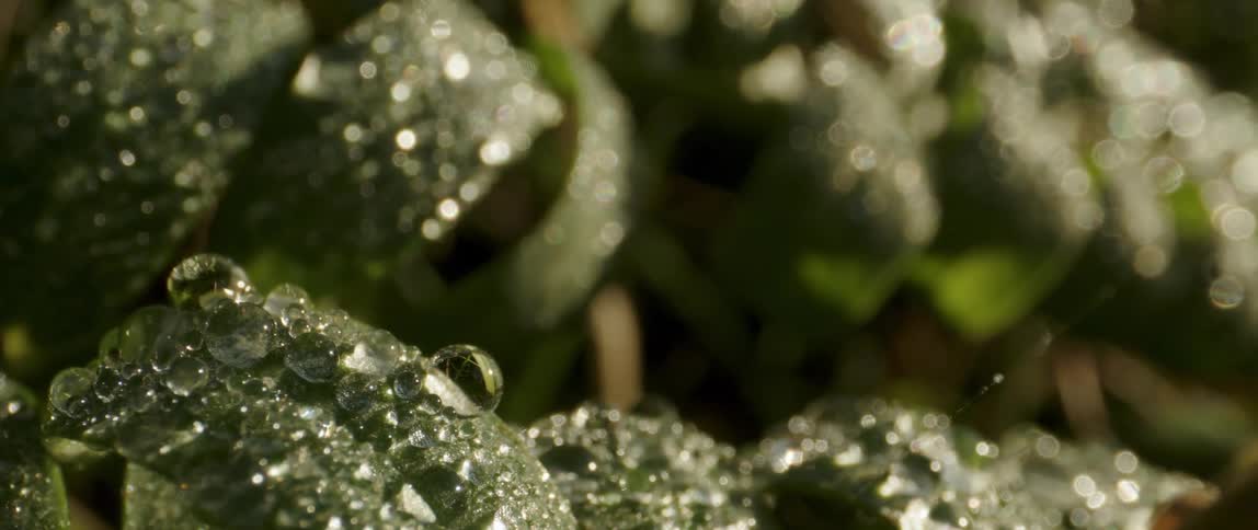 Water droplets over plant leaves