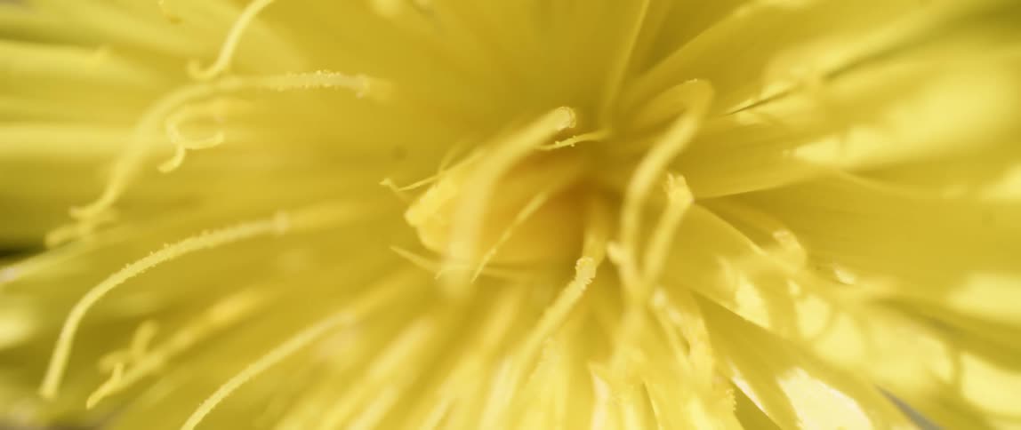 Close up of a small yellow wild flower