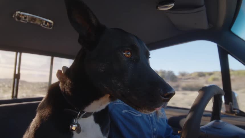 Woman driving a car with her dog by her side