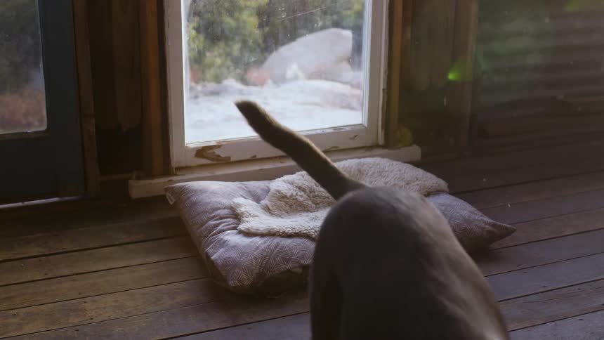 Black dog gets up from bed and walks across floor indoors