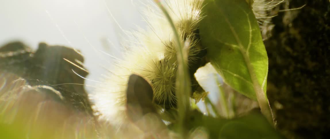 Hairy caterpillar crawls across plant on bright sunny day