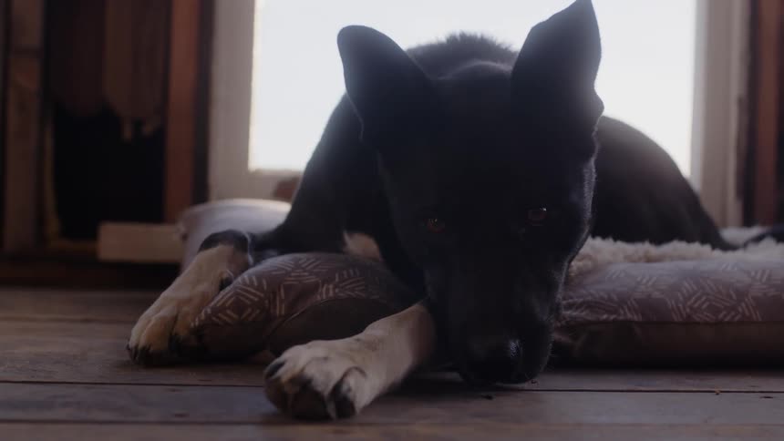 Black dog lies on a pillow