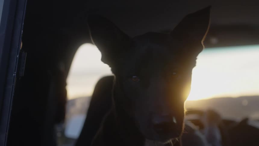 A dog is looking out the car window