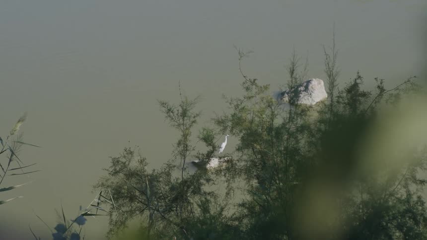 Stork standing over a rock in a lake