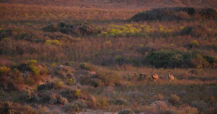 A herd of animals run through the field