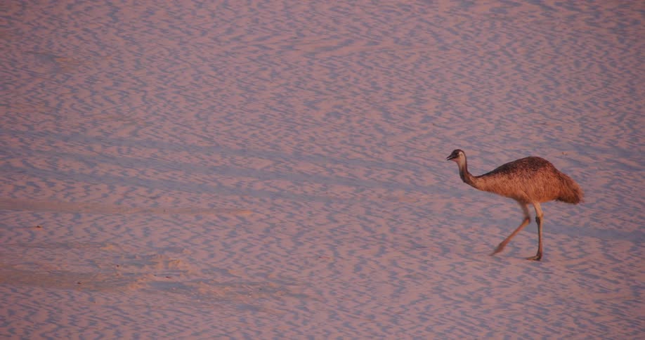 An emu walking on a sandy ground