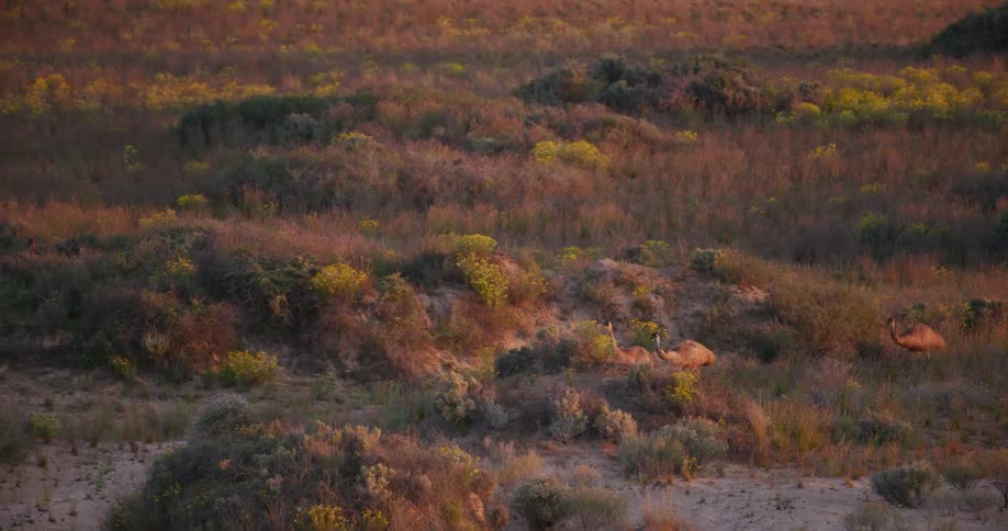 A group of emus running in the field
