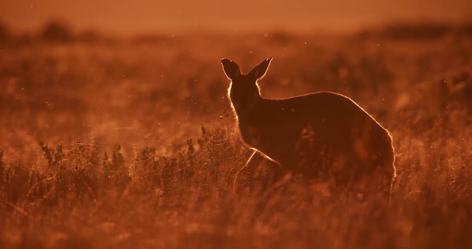 Two kangaroos are being silhouetted against the sunset in the field