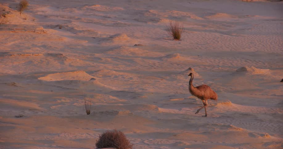 Emus are running across the snow as one flamingo walks slowly