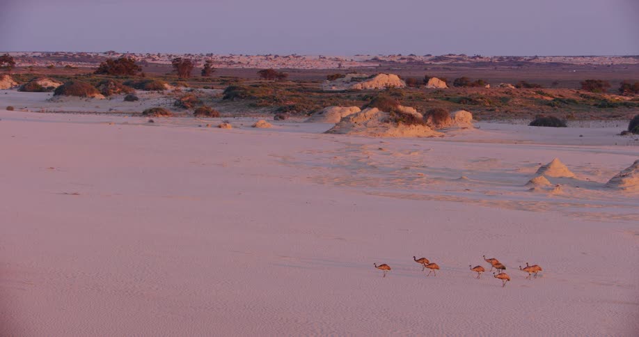 Emus strolling along a sandy beach next to a field bordered by a forest
