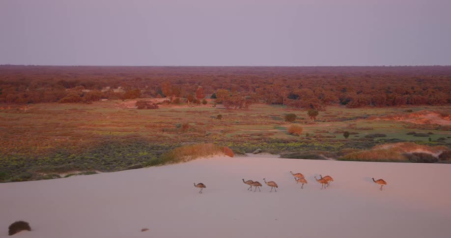 Emus strolling along a sandy beach next to a field bordered by a forest