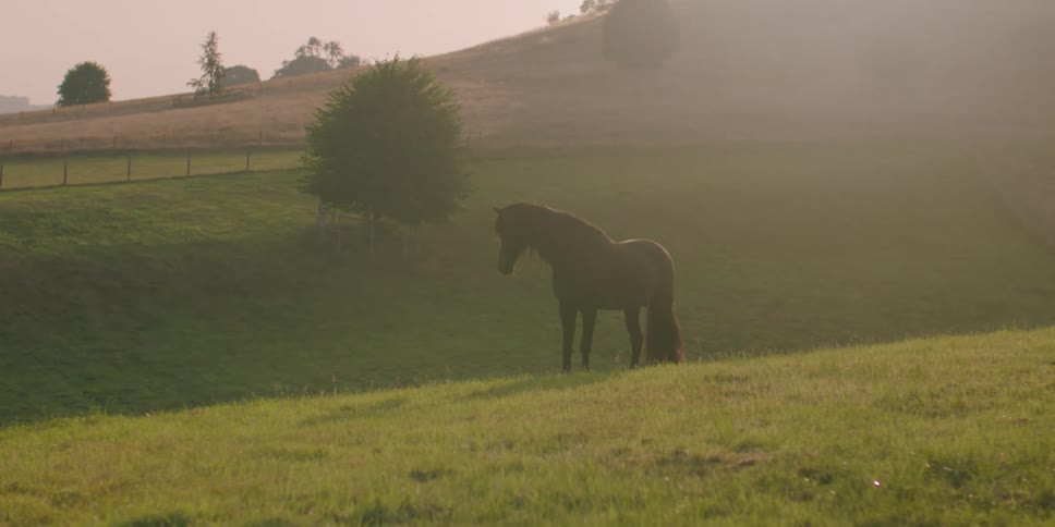 Black horse stands in hilly pasture on a foggy day