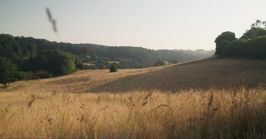 A landscape featuring a vast brown wheat field