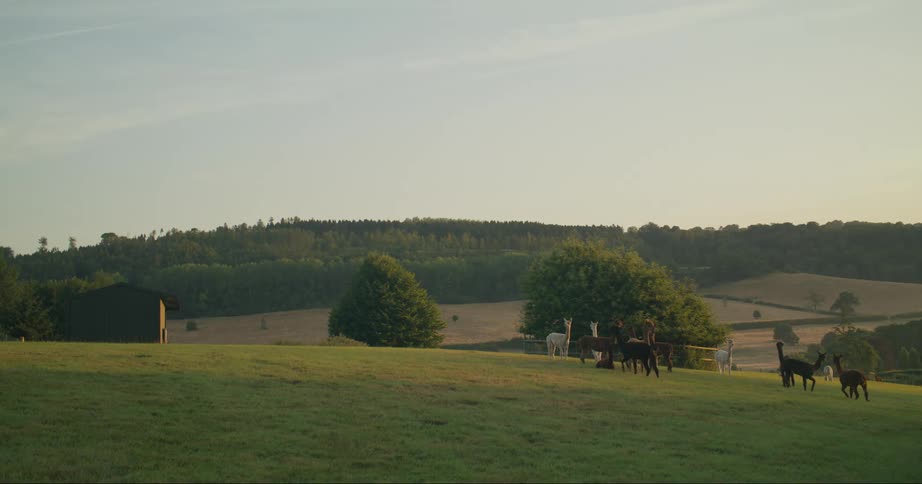 A herd of animals walk on the farm