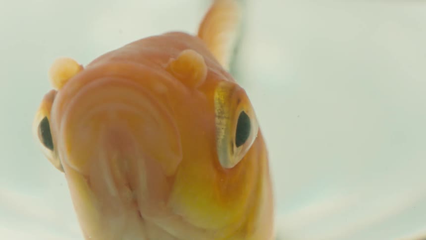 Close up of the head of a goldfish underwater