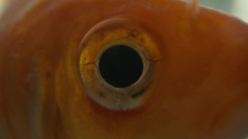 A closeup of the eye of a fish show it looking from side to side