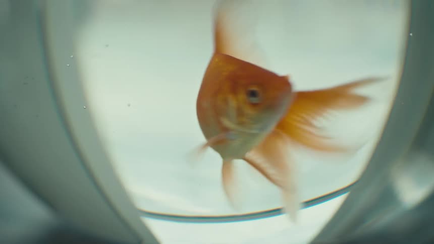 A goldfish swimming inside a fish bowl