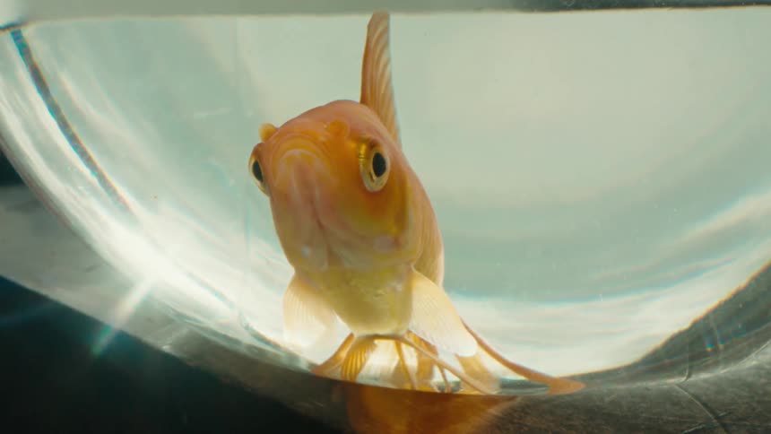 Goldfish rests on bottom of fishbowl looking out through the glass as it breathes