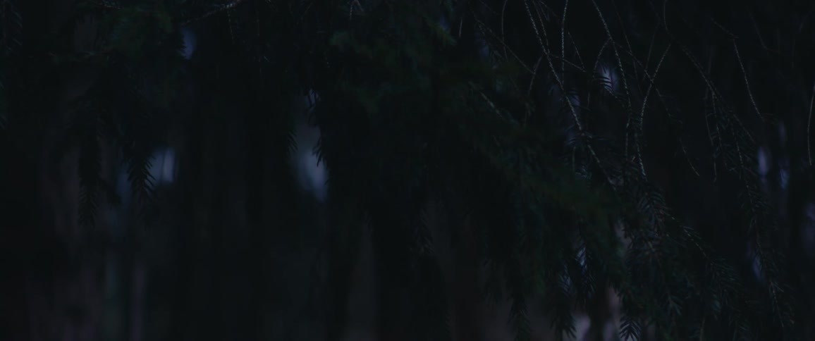 Conifer branches sway slightly in the wind