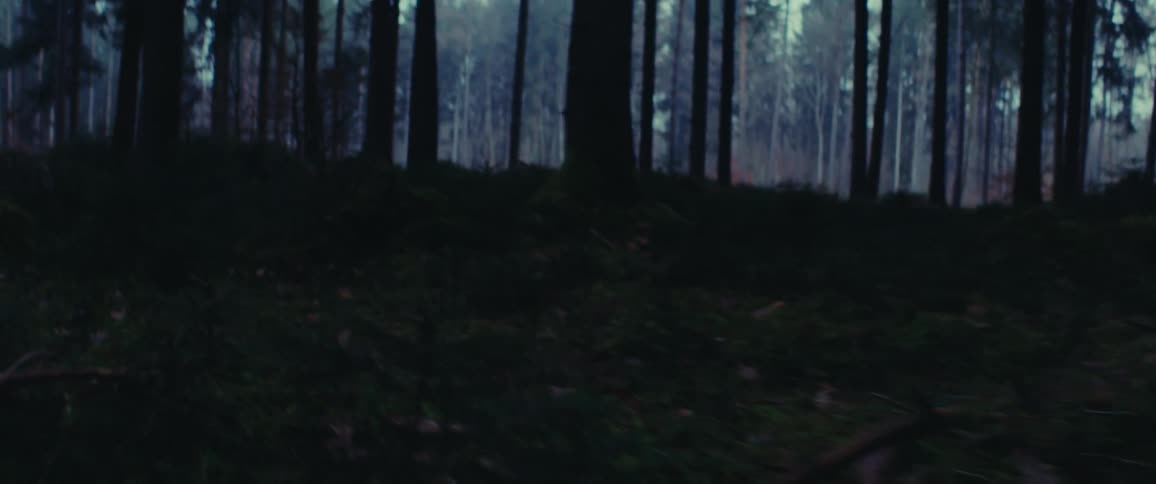 A shaky clip of the woods
