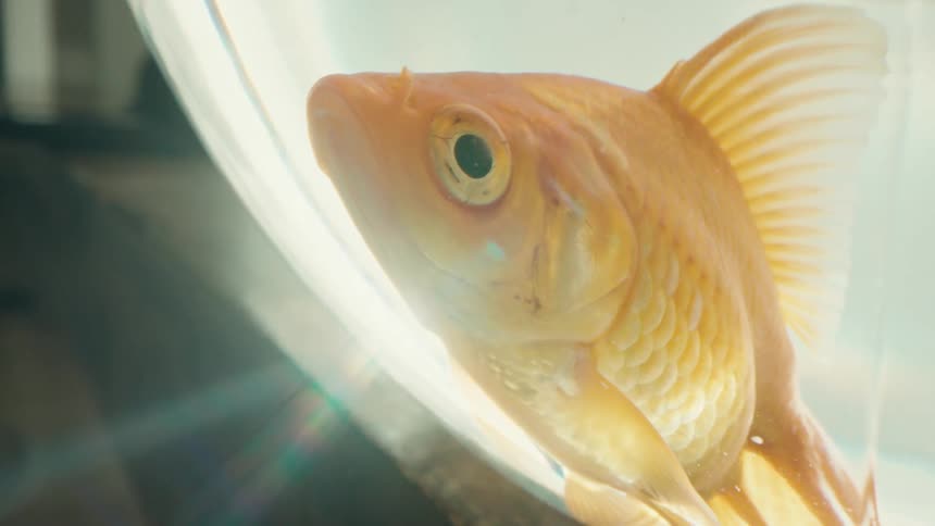 A small goldfish in an aquarium