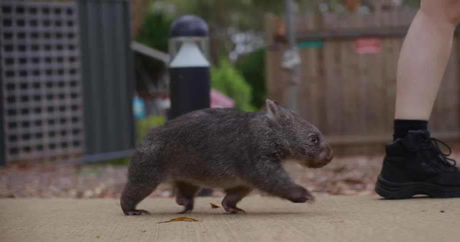 A baby wombat walking beside a person