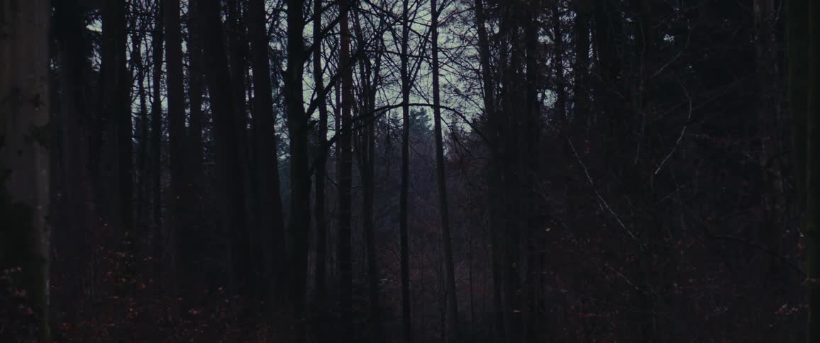 Road through the forest at evening