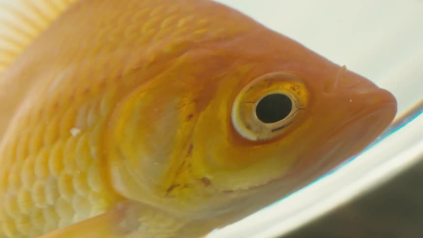 Goldfish pressed up to the edge of a clear bowl moves mouth and gills under a white light