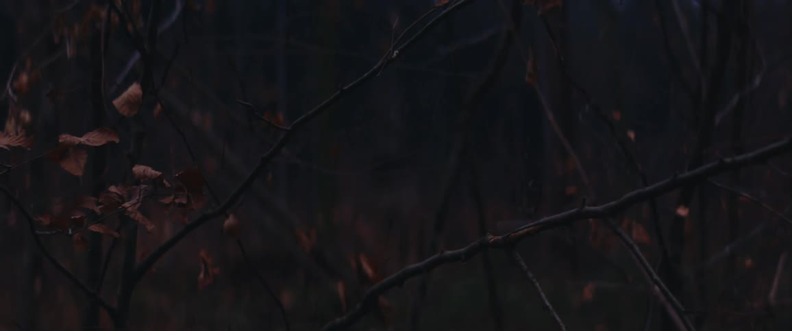Intertwined branches in a dark forest