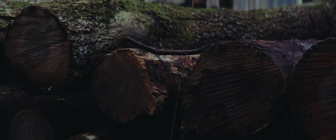 Felled trees placed on the ground inside the forest