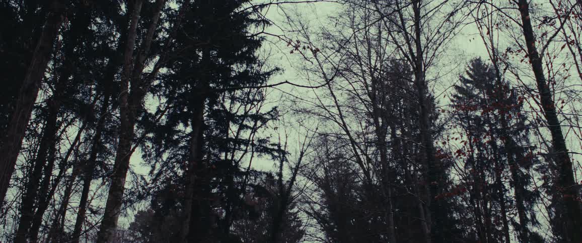 Overcast sky over the forest