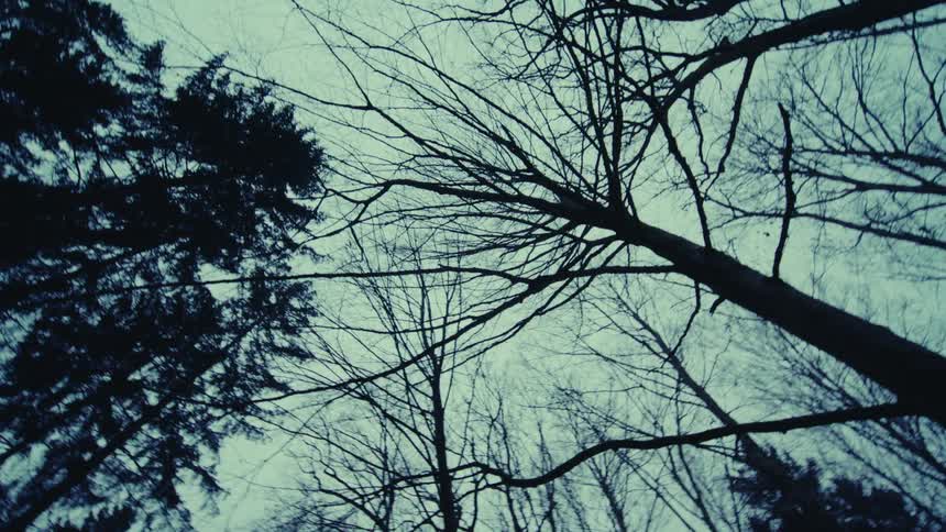 Bare trees stand tall and silhouetted under the sky