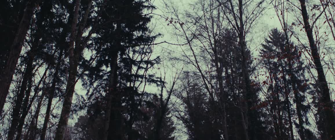 Forest road lined by trees