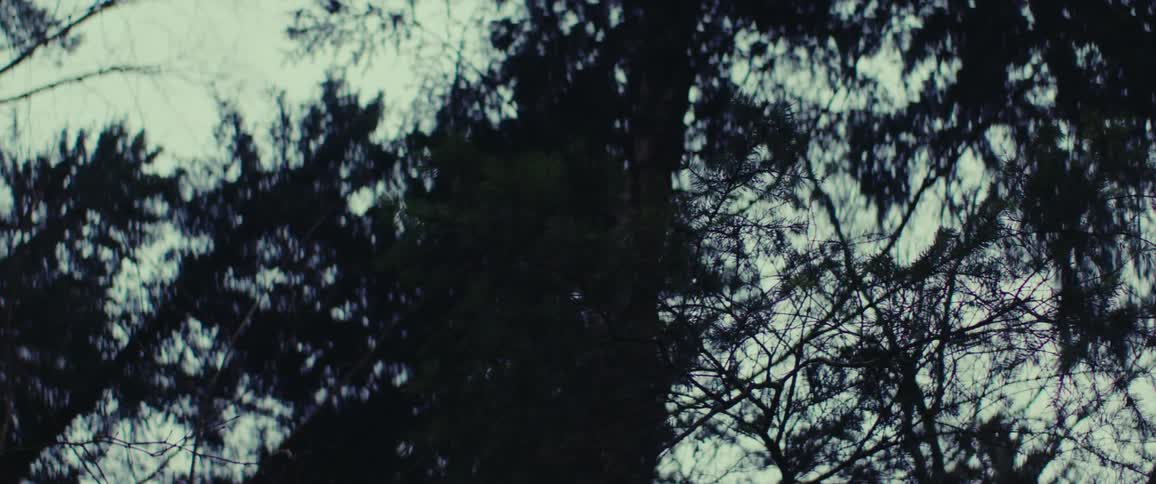 Pine tree in a forest during dusk