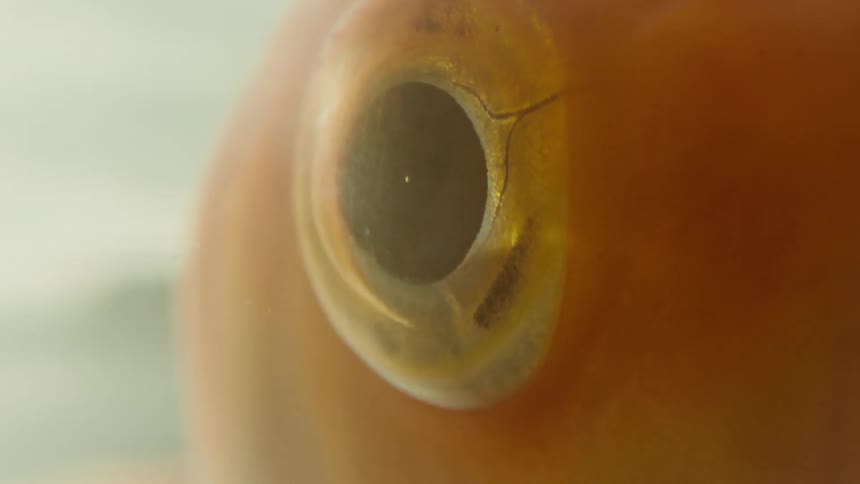 A close up clip of a golden fish eyeball