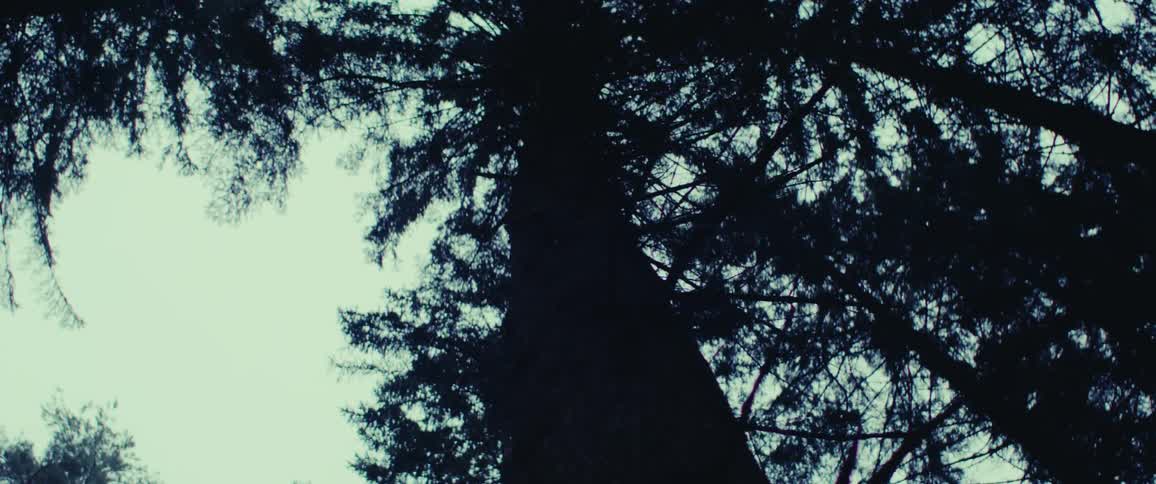 Tall tree in a dark forest