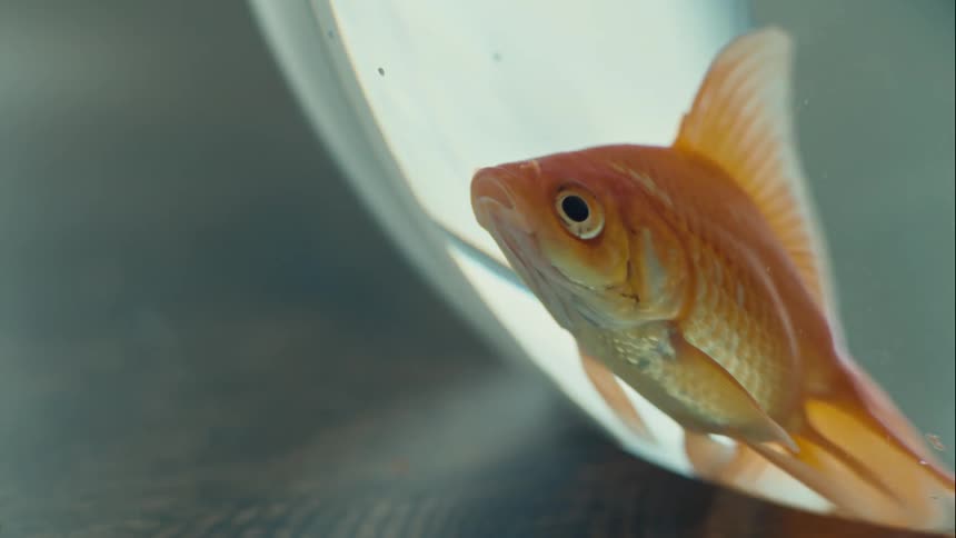 A small gold fish gulps water while floating at the bottom of its fishbowl